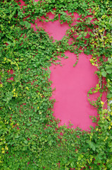 Green Ivy Climbing on Pink Wall