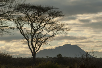 Fototapeta na wymiar Landscape with Kilimanjaro