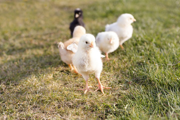 Newborn chicken on a meadow