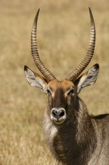 Antelope headshot
