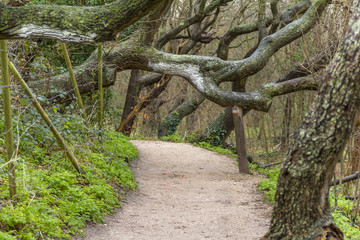 coastal forest scenery