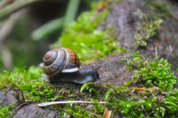 Snail in the moss in the deep forest. Curious black snail crawling on moss in dark forest