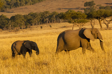 Elephant mother and child