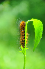 Caterpillar feeding on a leaf in garden and make damage. Caterpillar in the grass