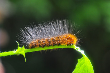 Caterpillar feeding on a leaf in garden and make damage. Caterpillar in the grass