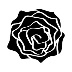 rose isolated illustration on white background
