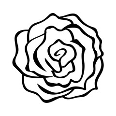 Sketch line drawing of rose isolated illustration on white background