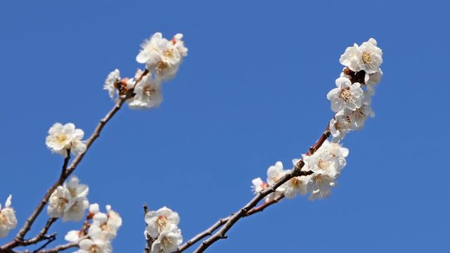 青空に咲く梅の花 前フォーカス