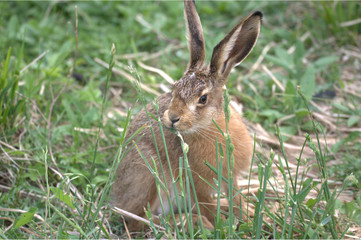 Feldhase im Gras