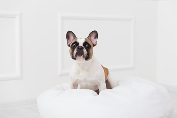 portrait of a dog of a French bulldog at home in a light interior close-up