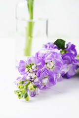Beautiful spring flower on the white table