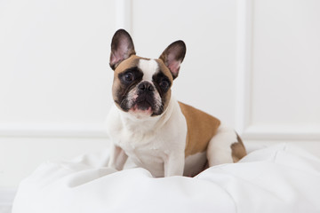 portrait of a dog of a French bulldog at home in a light interior close-up