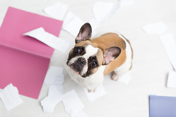 A domestic pet has taken on a home. Torn documents on white floor. Pet care abstract photo. Small guilty dog with funny face.