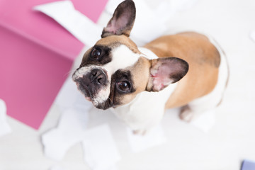 A domestic pet has taken on a home. Torn documents on white floor. Pet care abstract photo. Small guilty dog with funny face.