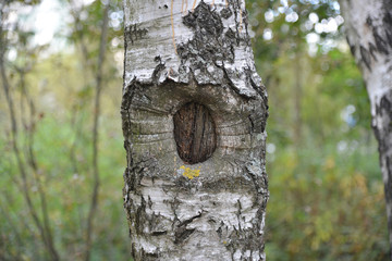 Bark of a Birch tree