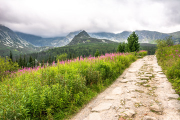 Naklejka premium Szlak turystyczny w górach, krajobraz z kwiatami górskimi w lecie, Tatrzański Park Narodowy, Polska