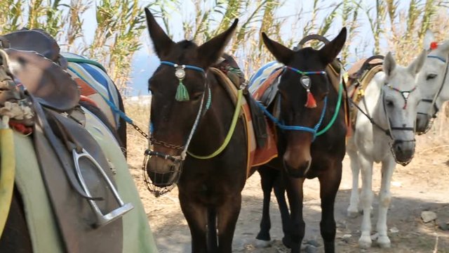 Several donkeys standing in shadow, equipped with saddle, stirrup to be ridden