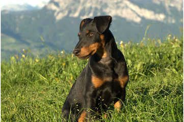 Deutscher Jagdterrier
