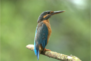 Eisvogel auf Ast