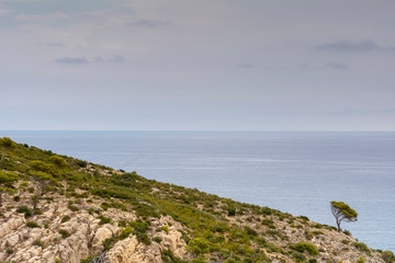 Vista de un árbol solitario en el paraje natural de la Sierra de Irta, junto al mar Mediterráneo. Castellon. España