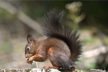 Eichhörnchen bei Fressen