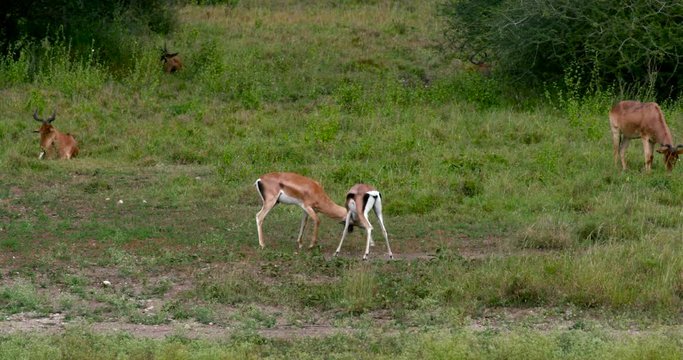 Young Thomson'S Gazelles Sparing; Nairobi National Park Pm; National Park, Nairobi, Kenya, Africa