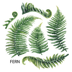 Watercolor fern leaves - obrazy, fototapety, plakaty