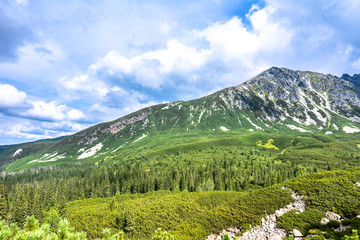 Spring landscape of evergreen forest and mountains, panoramic vista
