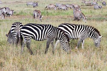 Fototapeta na wymiar Zebra species of African equids (horse family) united by their distinctive black and white striped coats in different patterns, unique to each individual in Serengeti, Tanzania