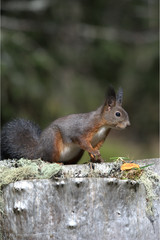 Eichhörnchen auf Baumstam