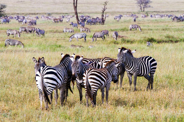 Fototapeta na wymiar Zebra species of African equids (horse family) united by their distinctive black and white striped coats in different patterns, unique to each individual in Serengeti, Tanzania