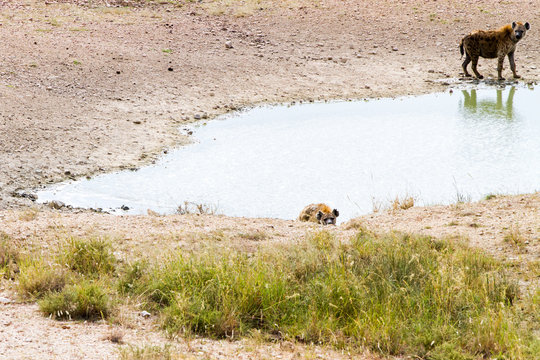The spotted hyena (Crocuta crocuta), also known as the laughing hyena is a species of hyenas or hyaenas feliform carnivoran mammals of the family Hyaenidae in Serengeti ecosystem, Tanzania