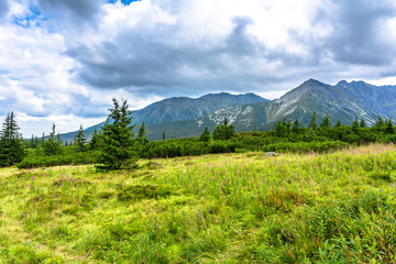 Green landscape of grass, trees and mountains on the sky background, Carpathians, Tatra National Park in Poland