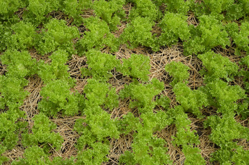 Growing organic vegetable farms for background