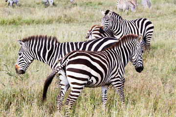 Naklejka na ściany i meble Zebra species of African equids (horse family) united by their distinctive black and white striped coats in different patterns, unique to each individual in Serengeti, Tanzania