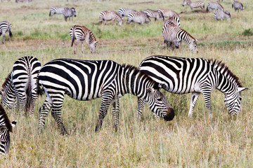 Obraz na płótnie Canvas Zebra species of African equids (horse family) united by their distinctive black and white striped coats in different patterns, unique to each individual in Serengeti, Tanzania