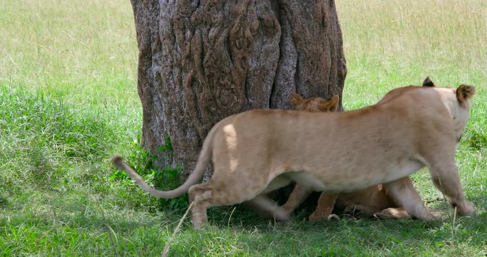 Lioness & Lion Cub In Shade; Maasai Mara Day 2; Maasai Mara, Kenya, Africa