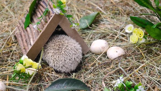 The hedgehog hid in his hole.