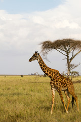 The giraffe (Giraffa), genus of African even-toed ungulate mammals, the tallest living terrestrial animals and the largest ruminants, part the Big Five game animals in Serengeti, Tanzania