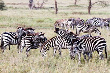 Plakat Zebra species of African equids (horse family) united by their distinctive black and white striped coats in different patterns, unique to each individual in Serengeti, Tanzania