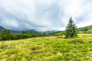 Green landscape in mountains, hills, pine trees and meadow with spring grass, Carpathians, Tatra National Park in Poland