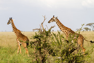 The giraffe (Giraffa), genus of African even-toed ungulate mammals, the tallest living terrestrial animals and the largest ruminants, part the Big Five game animals in Serengeti, Tanzania