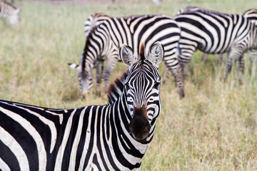 Zebra species of African equids (horse family) united by their distinctive black and white striped coats in different patterns, unique to each individual in Serengeti, Tanzania