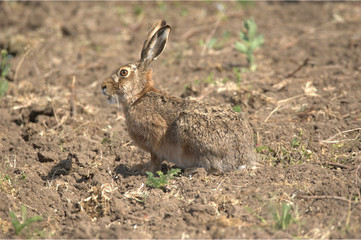 Feldhase Europäisch