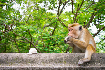 Adult temple monkey eat a piece of rice