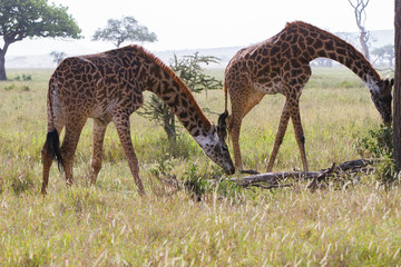 Naklejka na ściany i meble The giraffe (Giraffa), genus of African even-toed ungulate mammals, the tallest living terrestrial animals and the largest ruminants, part the Big Five game animals in Serengeti, Tanzania