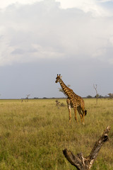 The giraffe (Giraffa), genus of African even-toed ungulate mammals, the tallest living terrestrial animals and the largest ruminants, part the Big Five game animals in Serengeti, Tanzania