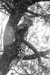 Gardinen The leopard (Panthera pardus),  species in the genus Panthera, a member of the Felidae in a tree in Serengeti ecosystem, Tanzania, Africa © anca enache