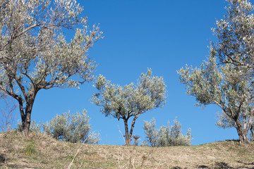 Olive trees against clear blue sky. Calabria, Italy. 
