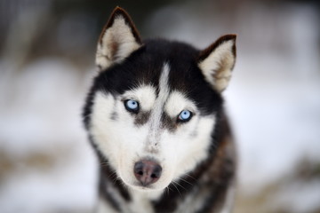 TUSNAD, ROMANIA - january 30: portrait of dogs  participating in the Dog Sled Racing Contest. On January 30, 2017 in TUSNAD, Romania